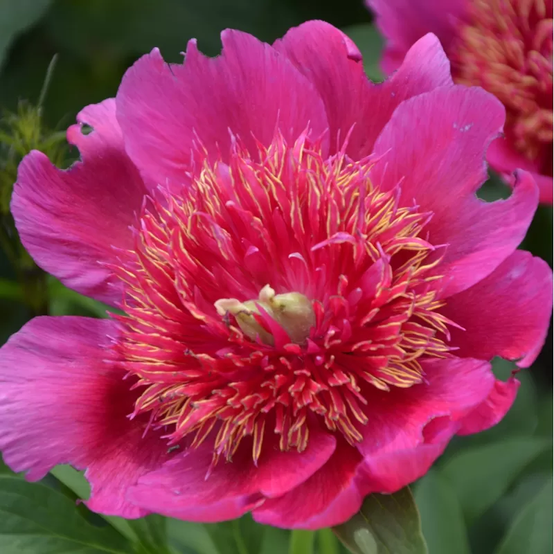 Paeonia officinalis ANEMONIFLORA