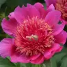 Paeonia officinalis ANEMONIFLORA