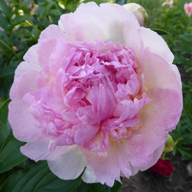 copy of Paeonia lactiflora AMABILIS