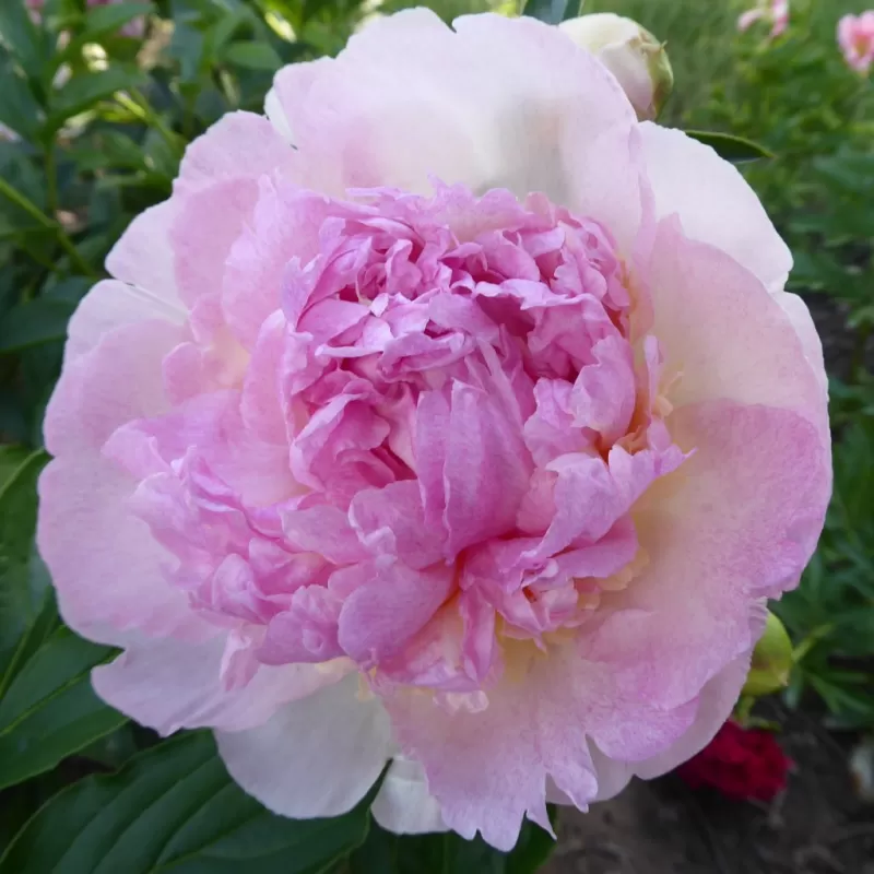 copy of Paeonia lactiflora AMABILIS