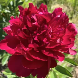 Paeonia lactiflora BIG RED BOOMER SOONER