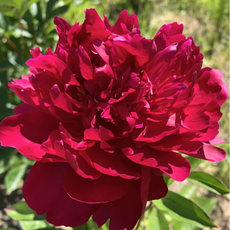 Bijūnas - Paeonia lactiflora BIG RED BOOMER SOONER