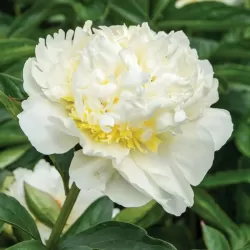 Bijūnas - Paeonia lactiflora BRIDAL ICING