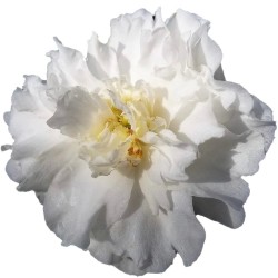 Bijūnas - Paeonia lactiflora CAMELIA WHITE