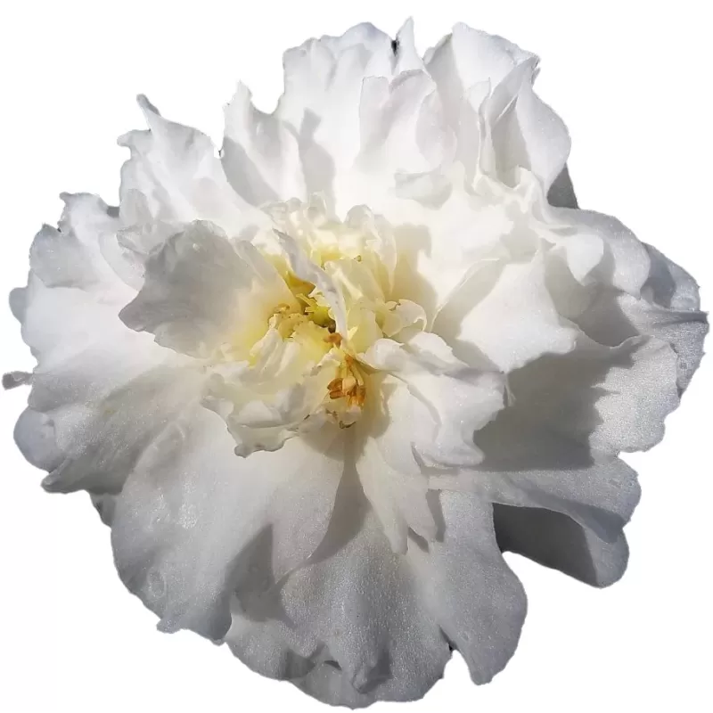 Bijūnas - Paeonia lactiflora CAMELIA WHITE Bijūnas - Paeonia lactiflora CAMELIA WHITE