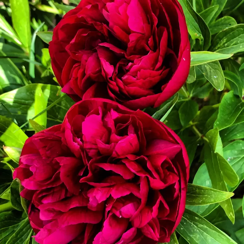 Paeonia lactiflora CHIPPEWA