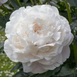 Paeonia lactiflora CORINNE VERSAN
