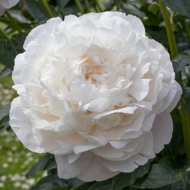 Bijūnas - Paeonia lactiflora CORINNE VERSAN