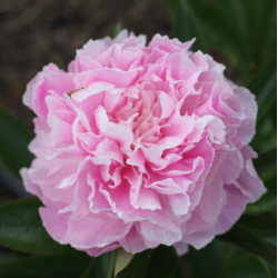 Paeonia lactiflora DRESDEN PINK