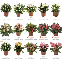 Euphorbia milii MIX