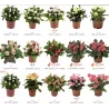 Euphorbia milii MIX