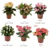 Euphorbia milii MIX