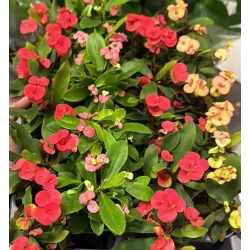 Euphorbia milii MIX