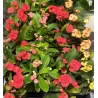 Euphorbia milii MIX