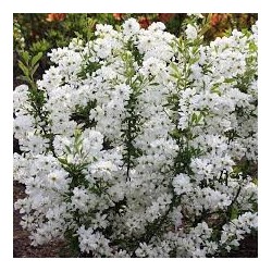 Egzochorda - Exochorda racemosa NIAGARA