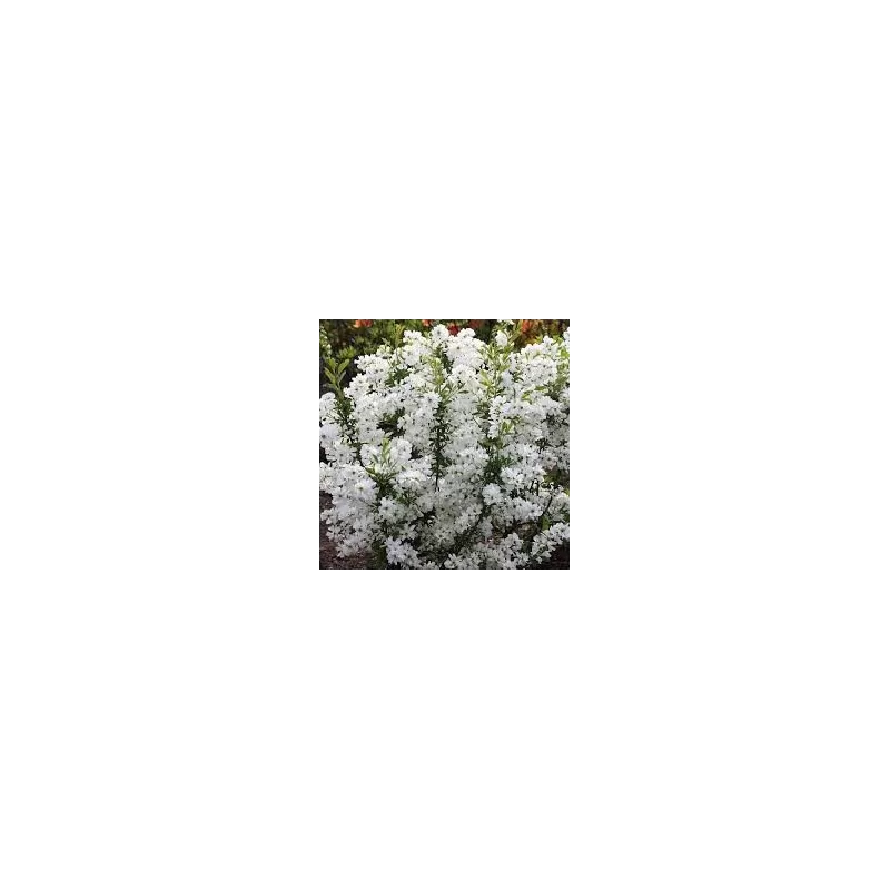 Exochorda racemosa NIAGARA Exochorda racemosa NIAGARA