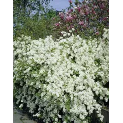 Egzochorda - Exochorda racemosa NIAGARA