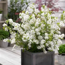 Exochorda racemosa NIAGARA