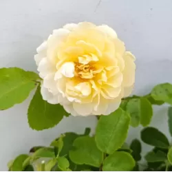 ROSA IMOGEN ®