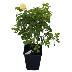 Rožė - Rosa IMOGEN ®