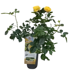 Rožių krūmai internetu su pristatymu į namus