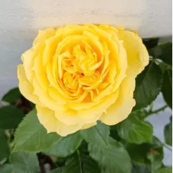 Rožių krūmai internetu su pristatymu į namus