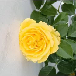 Rožių krūmai internetu su pristatymu į namus