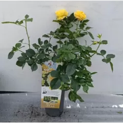 Rožių krūmai internetu su pristatymu į namus