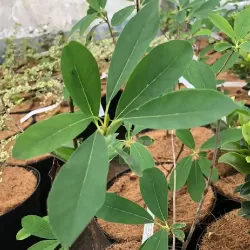 Egzochorda - Exochorda racemosa NIAGARA