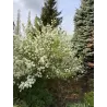 Egzochorda - Exochorda racemosa SNOW MOUNTAIN
