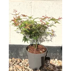 Acer palmatum LITTLE PRINCESS