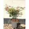 Acer palmatum LITTLE PRINCESS