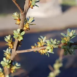 Šaltalankis (vyr.) - Hippophae rhamnoides POLLMIX 3