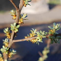 Sea Buckthorn - Hippophae rhamnoides POLLMIX 3