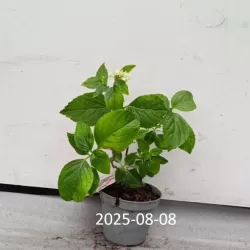 Darželinė hortenzija - Hydrangea macrophylla You&Me PERFECTION