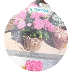 Hydrangea macrophylla You&Me PERFECTION