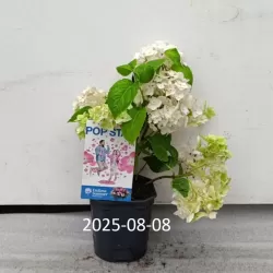 Hydrangea macrophylla ENDLESS SUMMER® POP STAR ® PINK