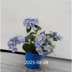 Darželinė hortenzija - Hydrangea macrophylla ENDLESS SUMMER® POP STAR ® BLUE
