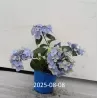 Darželinė hortenzija - Hydrangea macrophylla ENDLESS SUMMER® POP STAR ® BLUE