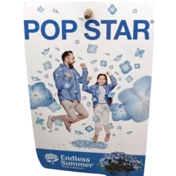 Darželinė hortenzija - Hydrangea macrophylla ENDLESS SUMMER® POP STAR ® BLUE