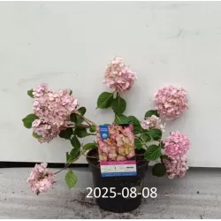 Hydrangea macrophylla ENDLESS SUMMER® PINK BLOOMSTAR
