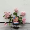 Hydrangea macrophylla ENDLESS SUMMER® PINK BLOOMSTAR