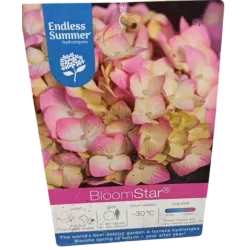 Hydrangea macrophylla ENDLESS SUMMER® PINK BLOOMSTAR