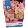 Hydrangea macrophylla ENDLESS SUMMER® PINK BLOOMSTAR