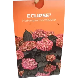 Darželinė hortenzija - Hydrangea macrophylla ECLIPSE (RED / PURPLE)