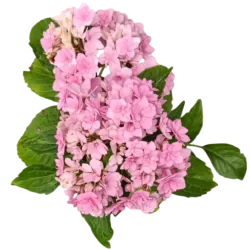 Darželinė hortenzija - Hydrangea macrophylla You&Me TOGETHER
