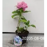 Hydrangea macrophylla You&Me TOGETHER