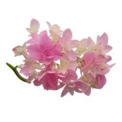 Hydrangea macrophylla You&Me PERFECTION