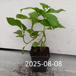 Darželinė hortenzija - Hydrangea macrophylla You&Me FOREVER