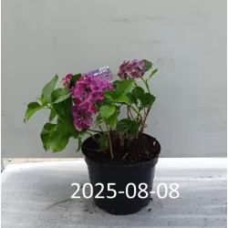 Darželinė (didžialapė) hortenzija - Hydrangea FOREVER & EVER® PURPLE